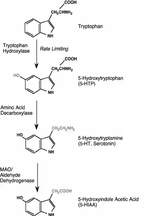 Serotonin metabolism