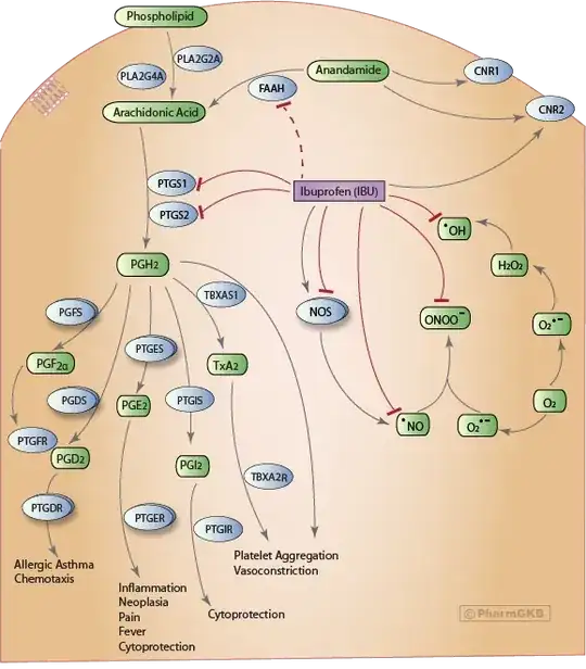 ibuprofen mode of action