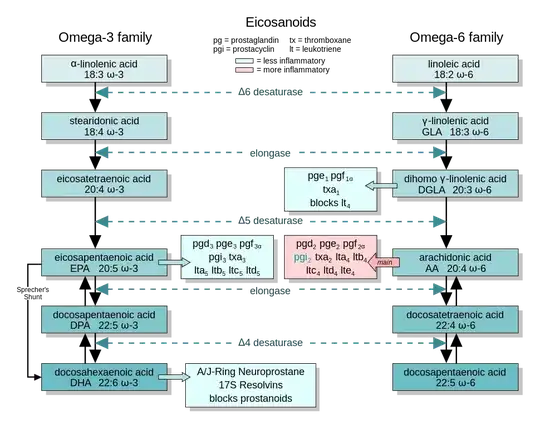 eicosanoid synthesing pathways.