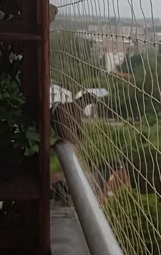 Wire netting over balcony