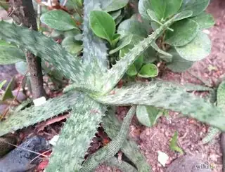 Aloe vera plant