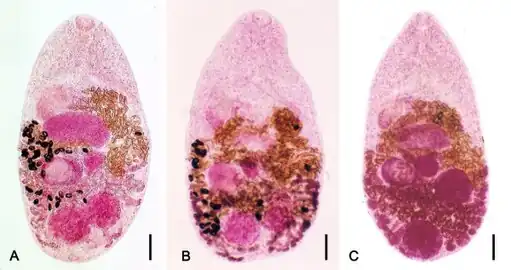Morphology -a) Metagonimus yokogawai, b) Metagonimus takahashii, and  c) Metagonimus miyatai.