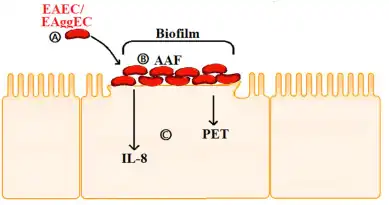 a-c) Adherence mechanism of EAEC