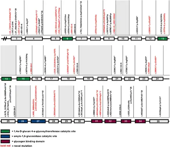 AGL mutations (in the  International Study on Glycogen Storage Disease)-cohort depicted per exon/intron