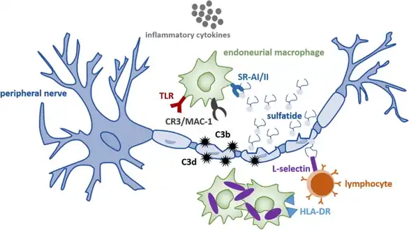 Hypothetical neuroimmune activation model leading to a cycle of demyelination in metachromatic leukodystrophy