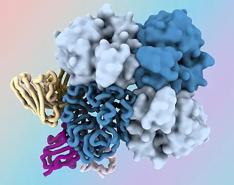 Tetramer of influenza neuraminidase protein bound by variable domains of two new human antibodies targeting its dark side (1G01 and DA03E17)