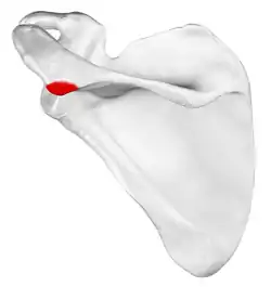 Acromial angle shown in red.