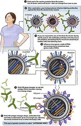 Antigenic drift is the process by which  flu virus genetically mutates, producing new virus strains that may not be recognozed by body's immune system.