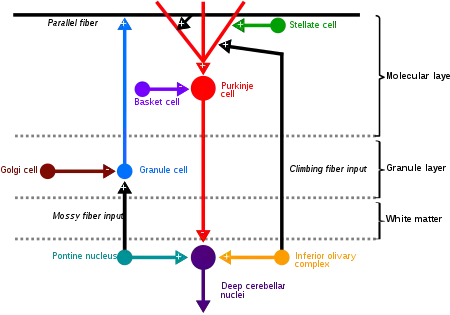Cartoon representation of the neural connections that exist between the different types of neurons in the cerebellar cortex. Including Purkinje cells, granule cells and interneurons.