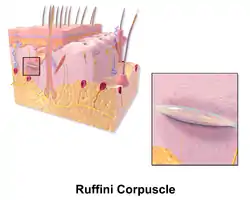 Illustration of Ruffini corpuscle