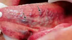 Caviar tongue grade 1