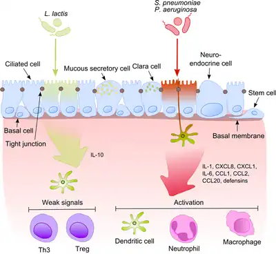 Commensals vs pathogenic bacteria in COPD