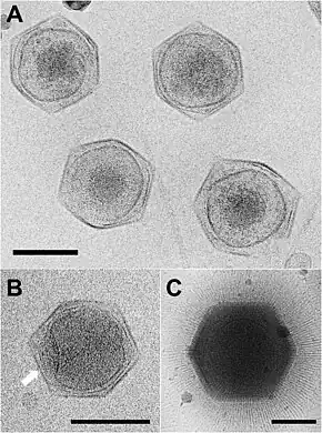 Cryo-EM images of the giant viruses CroV and APMV. (A) Cryo-electron micrograph of four CroV particles. (B) Single CroV particle with concave core depression (white arrow). (C) Single APMV particle. Scale bars in (A–C) represent 2,000 Å.