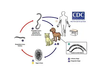 Cutaneous larvae migrans