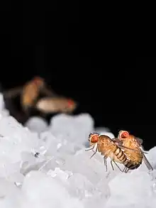 Mating drosophila melanogaster.