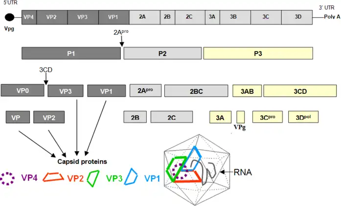 Organisation of the enterovirus genome, polyprotein processing cascade and architecture of enterovirus capsid. The genome of enteroviruses contains one single open reading frame flanked by a 5′-and 3’ untranslated regions (UTR). A small viral protein, VPg, is covalently linked to the 5′ UTR. The 3’UTR encoded poly(A) tail. The translation of the genome results in a polyprotein which is cleaved into four structural proteins and seven non-structural proteins. The sites of cleavage by viral proteinases are indicated by arrows. The four structural proteins adopte an icosahedral symmetry with VP1, VP2 and VP3 located at the outer surface of the capsid and VP4 at the inner surface. The single strand genomic RNA is located inside the capsid.