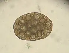 Dipylidium caninum egg packet