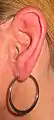 Left human auricle