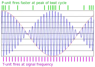 diagram showing firing of receptor cells, one in time with basic wave and one firing more as beat wave increases in size