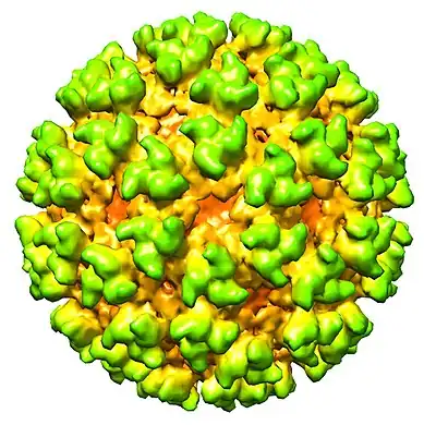 Cryo-electron microscopy reconstruction of Semliki Forest virus at 9Å resolution (EMDB entry EMD-1015)
