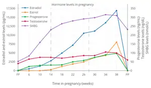 Levels of sex hormones and SHBG during pregnancy in women. The dashed vertical lines separate the trimesters. Determinations were via radioimmunoassay.