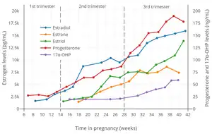Estrogen, progesterone, and 17α-hydroxyprogesterone (17α-OHP) levels during pregnancy in women. The dashed vertical lines separate the trimesters. Determinations were via radioimmunoassay.