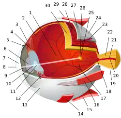 1:posterior segment 2:ora serrata 3:ciliary muscle 4:ciliary zonules 5:Schlemm's canal 6:pupil 7:anterior chamber 8:cornea 9:iris 10:lens cortex 11:lens nucleus 12:ciliary process 13:conjunctiva 14:inferior oblique muscule 15:inferior rectus muscule 16:medial rectus muscle 17:retinal arteries and veins 18:optic disc 19:dura mater 20:central retinal artery 21:central retinal vein 22:optic nerve 23:vorticose vein 24:bulbar sheath 25:macula 26:fovea  27:sclera 28:choroid 29:superior rectus muscle 30:retina