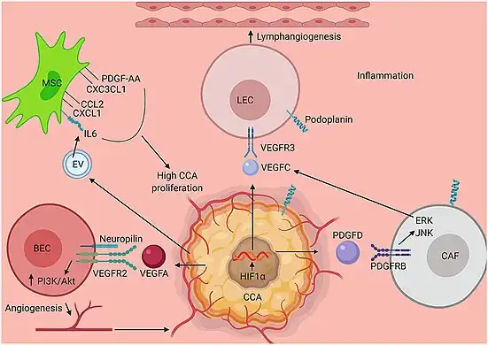 key mechanisms that interact and promote the start and progression and metastasis of CCA