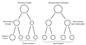 Scheme showing analogies in the process of maturation of the ovum and the development of the Genyo spermatids (young spermatozoa)