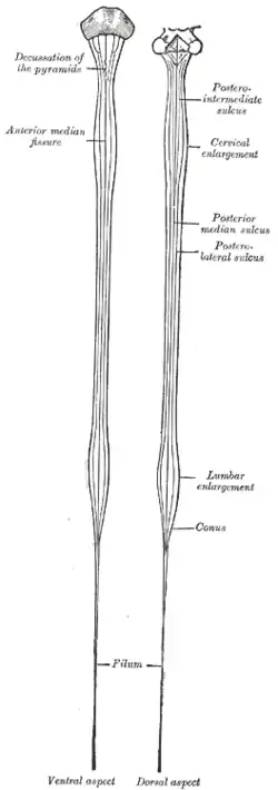 Diagrams of the spinal cord