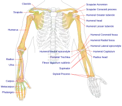 Human arm bones diagram.