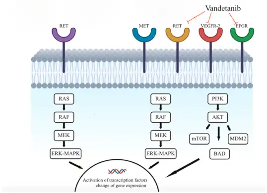 Mechanism of vandetanib inhibiting different receptors