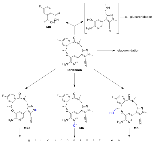 Lorlatinib is cleaved to the metabolite M8 (top left), which makes up 21% of the circulating substance, and an undetected metabolite (given in brackets). Other phase I metabolites are given in the bottom row. Most of these metabolites, as well as the original substance, undergo glucuronidation.