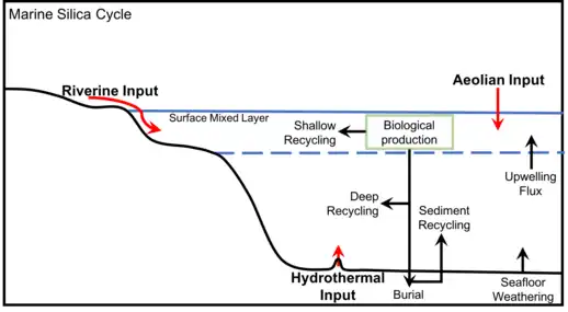 Generalized marine silica cycle, adapted from Treguer et al., 1995