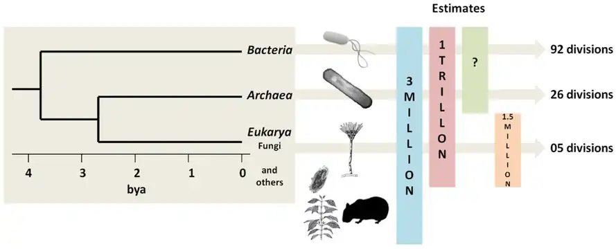 Estimates of microbial species counts in the three domains of life Bacteria are the oldest and most biodiverse group, followed by Archaea and Fungi (the most recent groups). In 1998, before awareness of the extent of microbial life had gotten underway, Robert M. May estimated there were 3 million species of living organisms on the planet. But in 2016, Locey and Lennon estimated the number of microorganism species could be as high as 1 trillion.