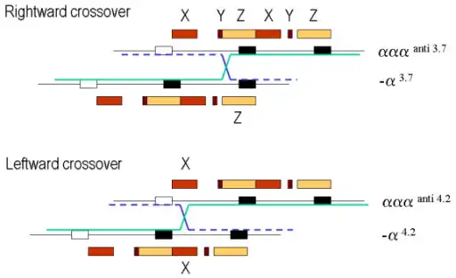 Deletions that cause α+-thalassaemia
