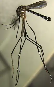 Aedes (Stegomyia) pia, described in 2013.