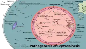 Diagram showing the pathogenesis of leptospirosis