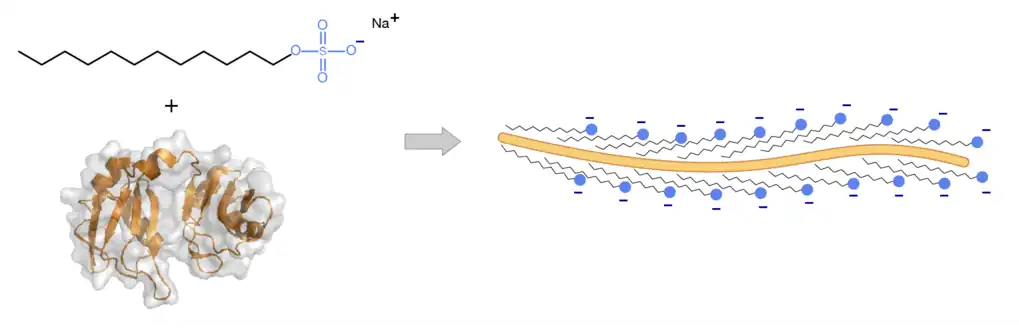 Unfolding of a protein with SDS