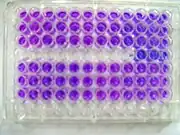 Resazurin as a colorimetric assay for cell viability