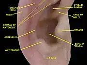 External ear. Right auricle. Lateral view.