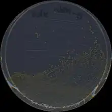 Colonies of the gram negative bacterium Sphingobium chlorophenolicum L1