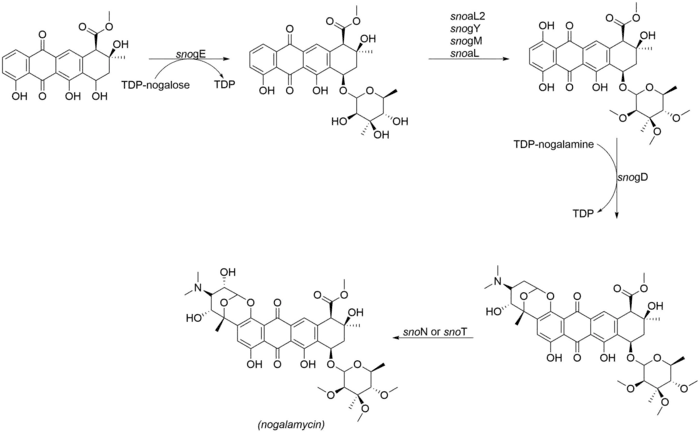 The final tailoring steps involved in the biosynthesis of nogalamycin.