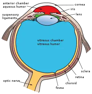 This image shows another labeled view of the structures of the eye
