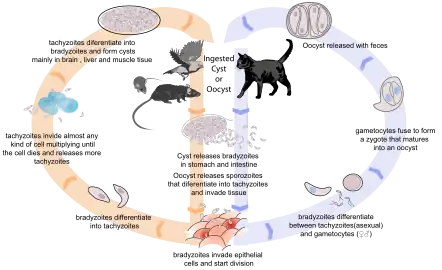 Life cycle of the Toxoplasma parasite