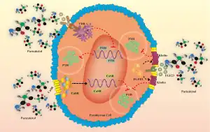Pharmacological mechanism of paricalcitol