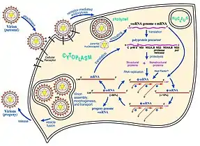 West Nile virus life cycle. After binding and uptake, the virion envelope fuses with cellular membranes, followed by uncoating of the nucleocapsid and release of the RNA genome into the cytoplasm. The viral genome serves as messenger RNA (mRNA) for translation of all viral proteins and as template during RNA replication. Copies are subsequently packaged within new virus particles that are transported in vesicles to the cell membrane.
