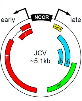 A map of the genome of Human polyomavirus 2, indicating the position of the tumor antigen genes (red), the three capsid protein genes (green and blue), the agnogene (yellow), and the non-coding control region (NCCR).