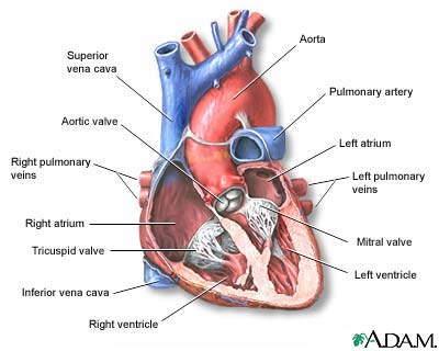 Heart - section through the middle Heart - section through the middle