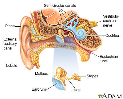 Ear anatomy Ear anatomy